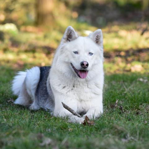 SYRDYK SULUS ILANA BROTKHERKHUD OF SHADOU