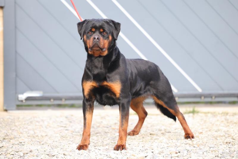 UNDRA VON SCHWARZER BESCHUTZER