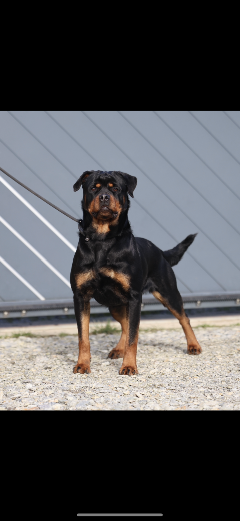 UNIQUE LOVE VON SCHWARZER BESCHUTZER