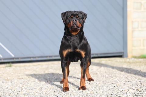 UMBER VON SCHWARZER BESCHUTZER