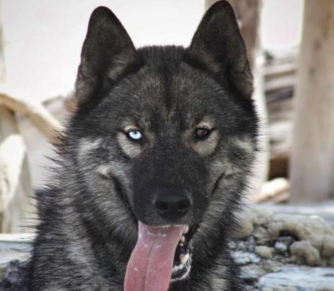 ALCATEIA DAS NEVES URUK