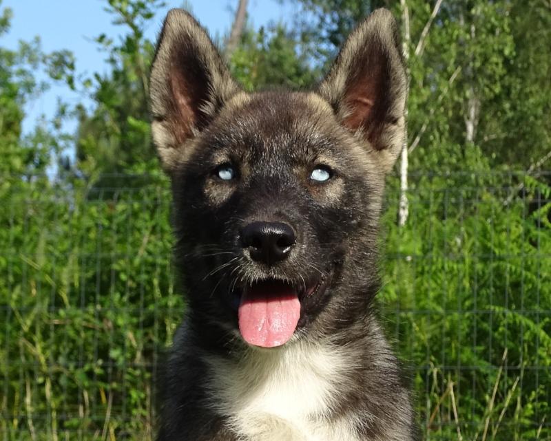 ALCATEIA DAS NEVES AKATSUKI SASUKE