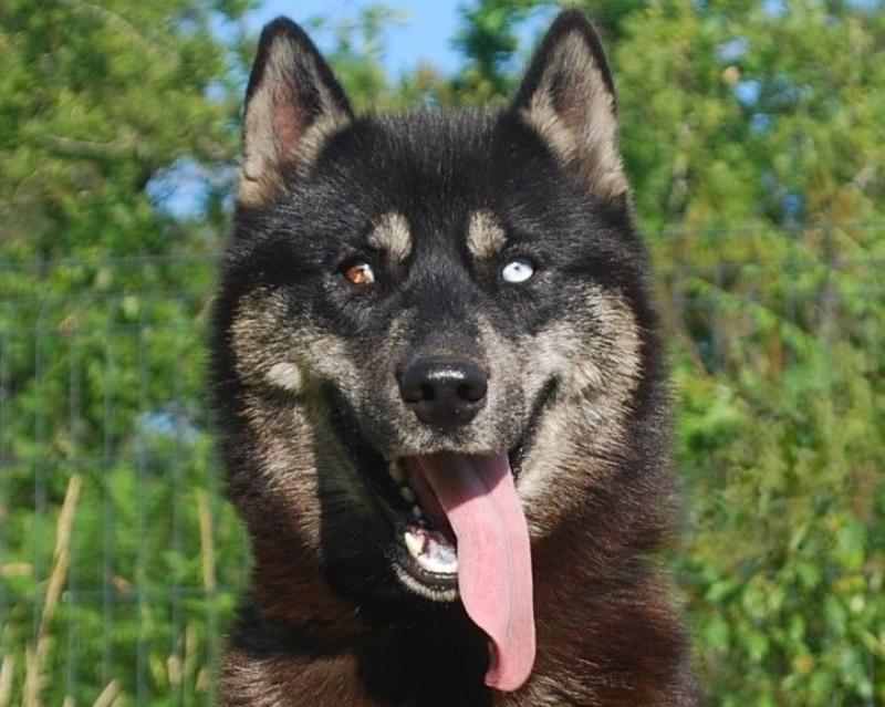 ALCATEIA DAS NEVES U'KALI