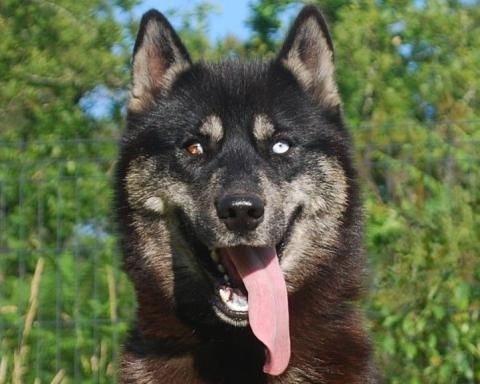 ALCATEIA DAS NEVES U'KALI