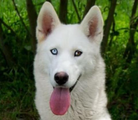 ALCATEIA DAS NEVES RAVISSANTE NEIGE