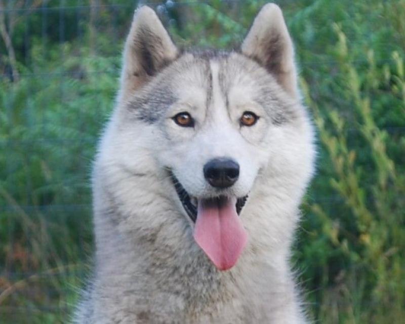 ALCATEIA DAS NEVES TIKKA