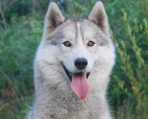 ALCATEIA DAS NEVES TIKKA