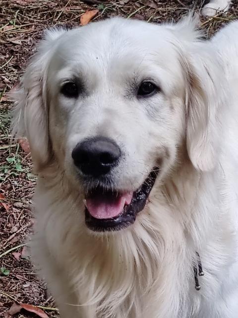 TACOS DES POILS ET CARESSES