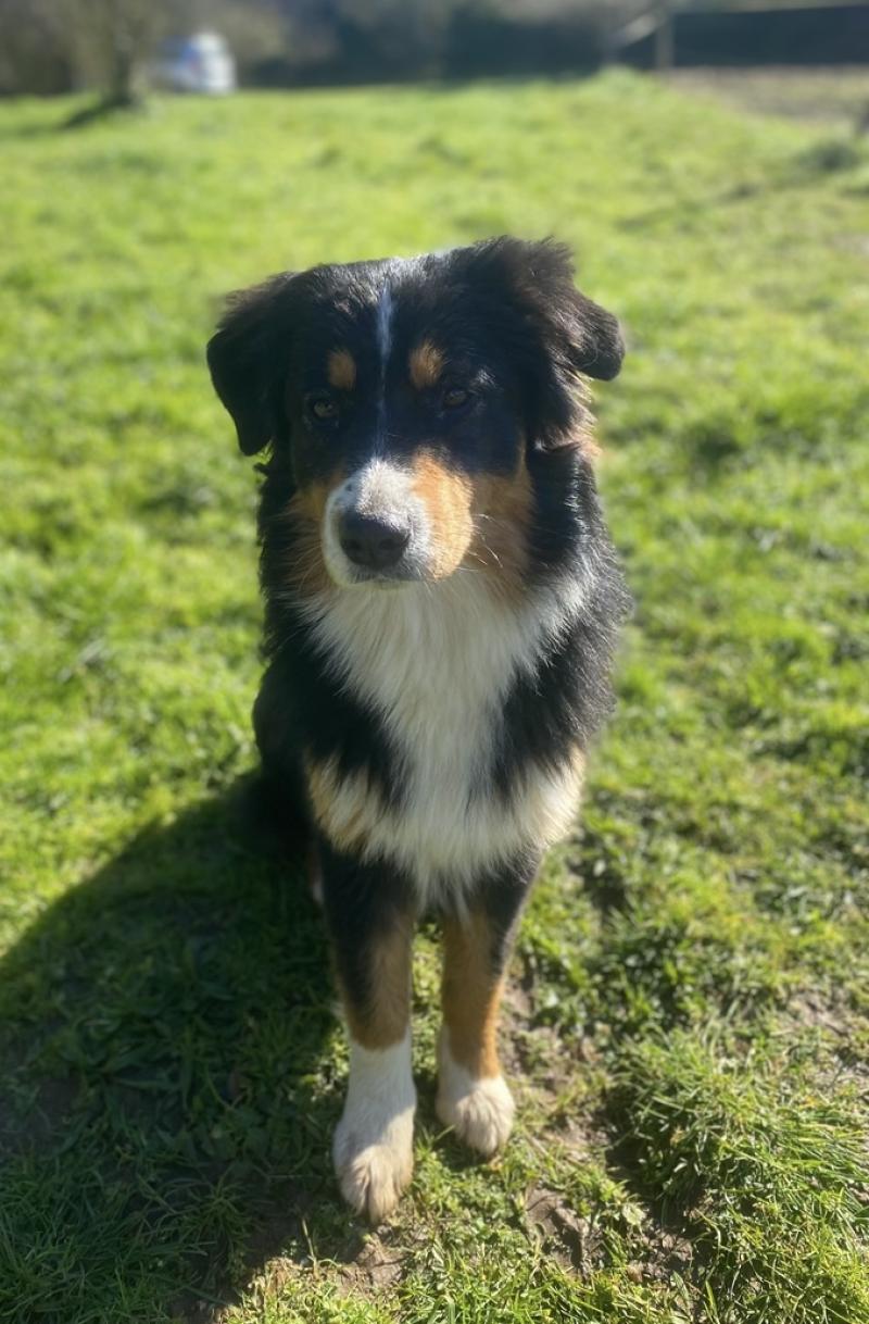 USHUAIA DES POILS ET CARESSES