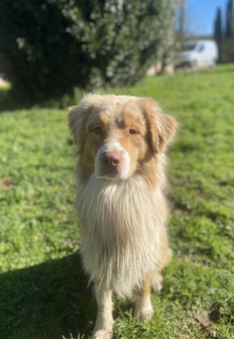 SHADOW DES WANI YANPI