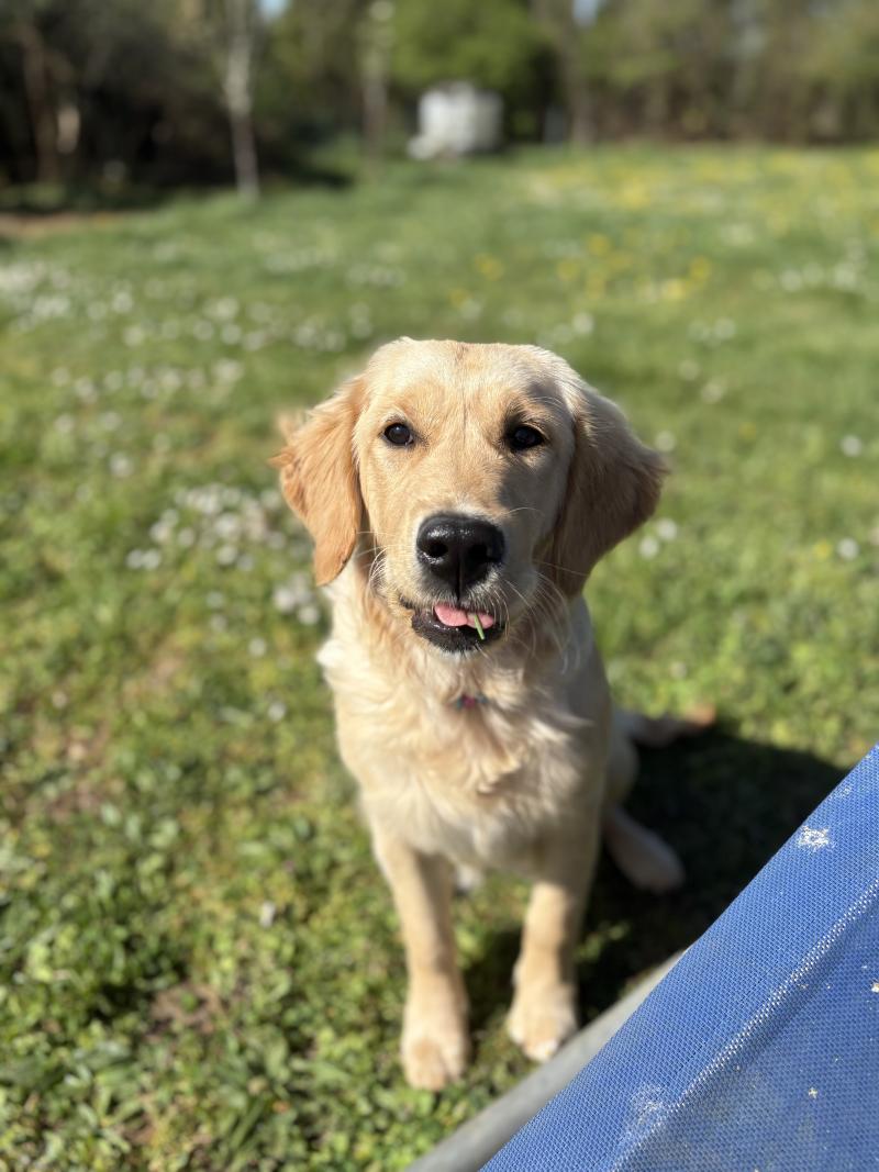 V'HOPE DE LA GABRIERE