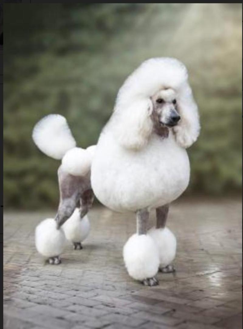 ATOMOWA BETTY AURINOVA