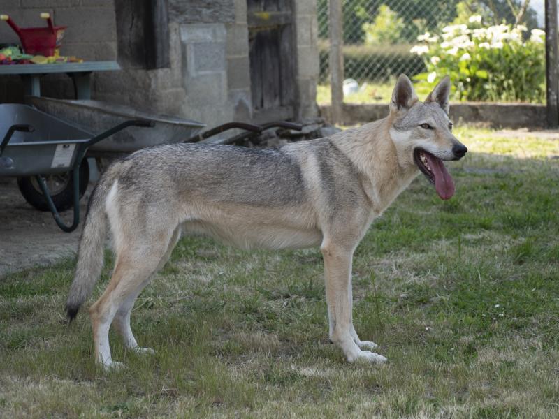 X-IDUNN SALTO DEL LUPO