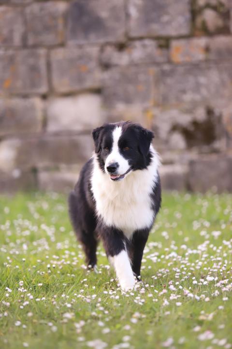 THE SUN OF CREE'S RIVER