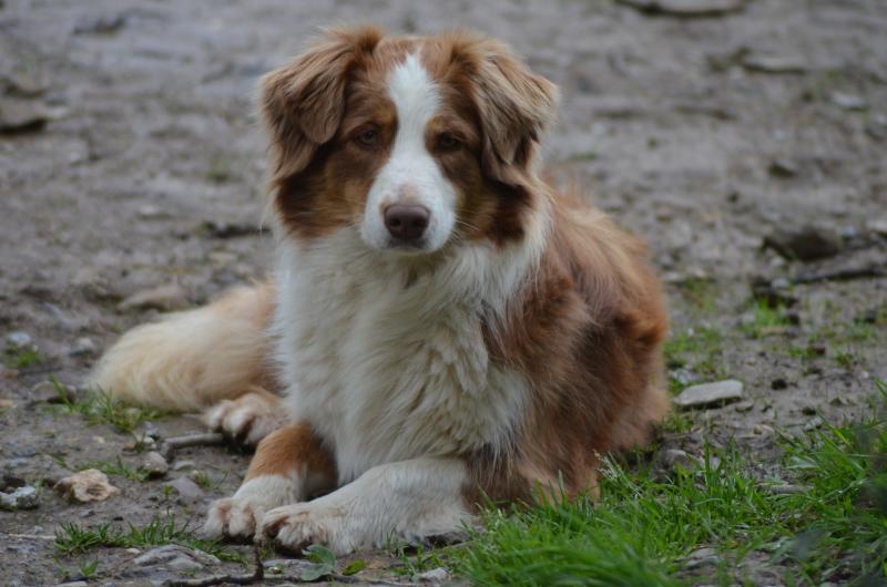 STELLA DE NANJ'KAIBLOOM