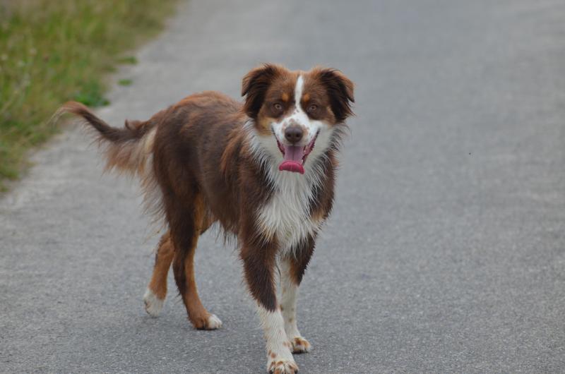 TOONS THALIA DU DOMAINE DU CLOS AUSTRALIEN