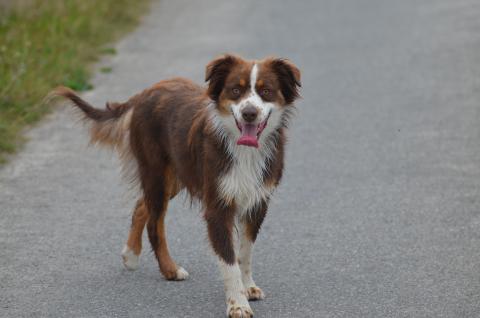 TOONS THALIA DU DOMAINE DU CLOS AUSTRALIEN