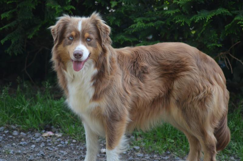 SUNNY BEAUTY DIVINE DU DOMAINE DU CLOS AUSTRALIEN