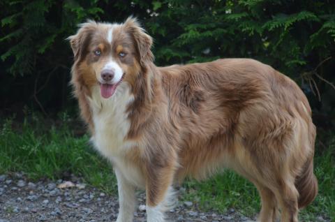 SUNNY BEAUTY DIVINE DU DOMAINE DU CLOS AUSTRALIEN