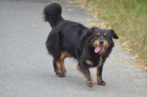 S''ARYA FOREVER DU MOULIN DE LA TERRASSE