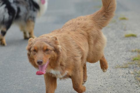 VAIANA DES LEGENDES DE L'OUEST