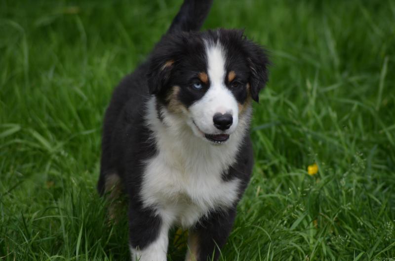 ATTACK ON TITAN HISTORIA DES LEGENDES DE L'OUEST