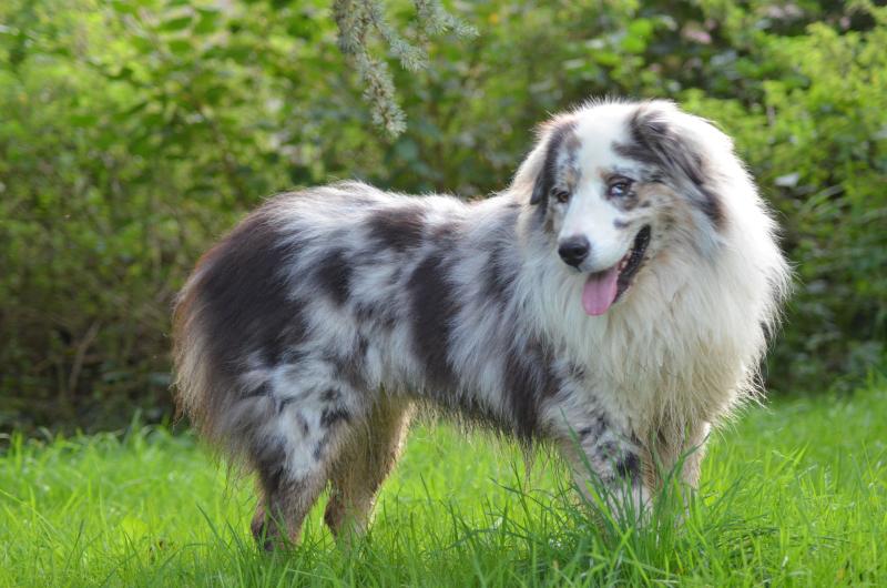 SWEET TOOTH PUBBA OF PIEK' SHAWI