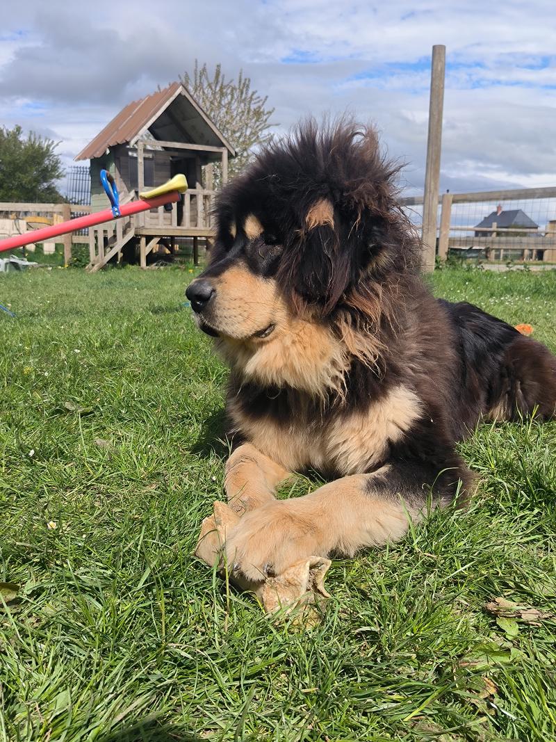 ULTIME DU DOMAINE DE TOUNDRA