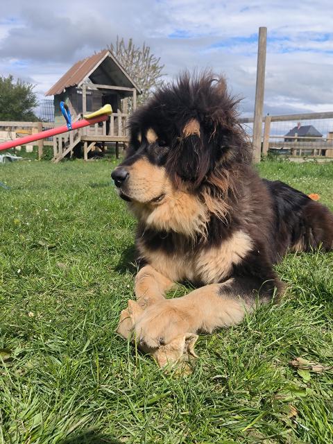 ULTIME DU DOMAINE DE TOUNDRA