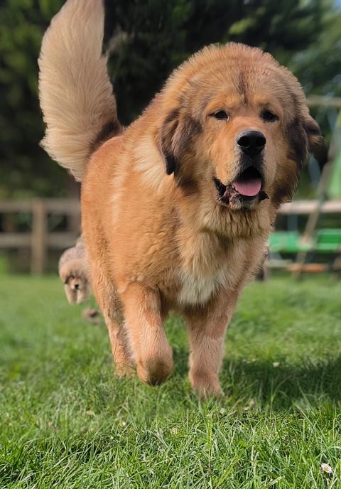 ULK DU DOMAINE DE TOUNDRA