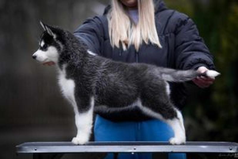 HUSQVARNA GILDED LILY