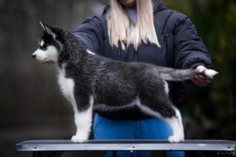 HUSQVARNA GILDED LILY