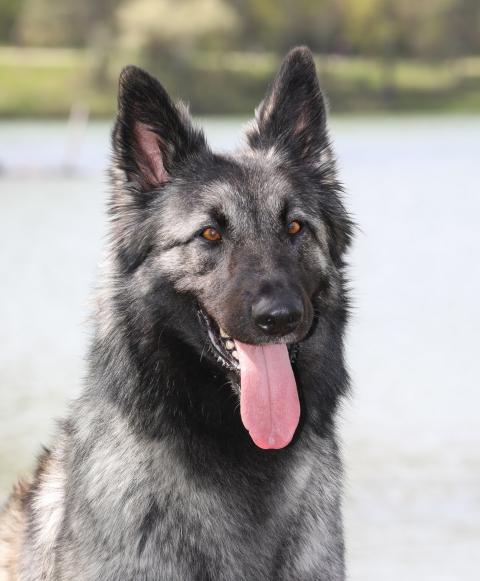 PHOENIX DE LA FORET NOIR ET FEU