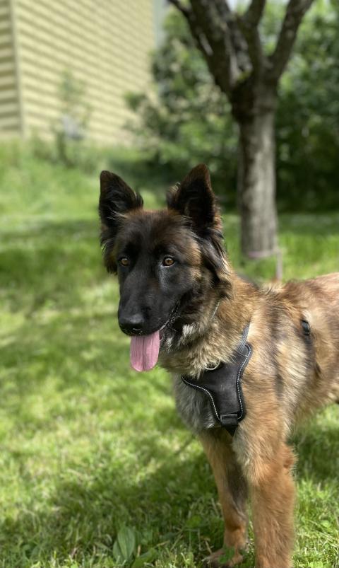 SCOOBY DE LA FORET NOIR ET FEU