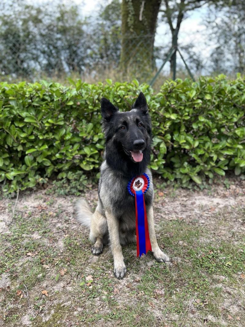 PEPONE DE LA FORET NOIR ET FEU