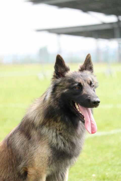 TAMPO DE LA FORET NOIR ET FEU