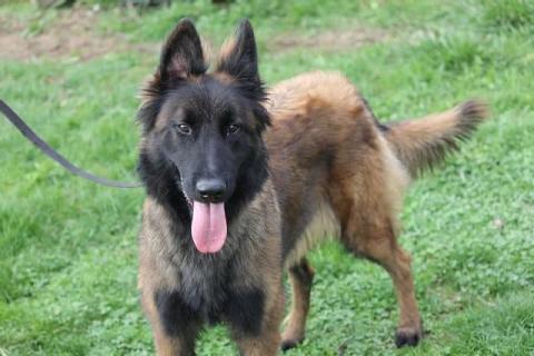 OCTAVIA DE LA FORET NOIR ET FEU