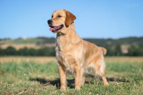 UNCONDITIONAL NALA'S MEMORY ANGELS OF TARA