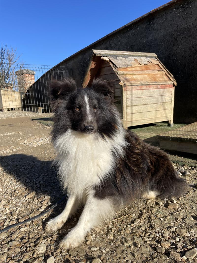 ULAN DE LA FORET NOIR ET FEU