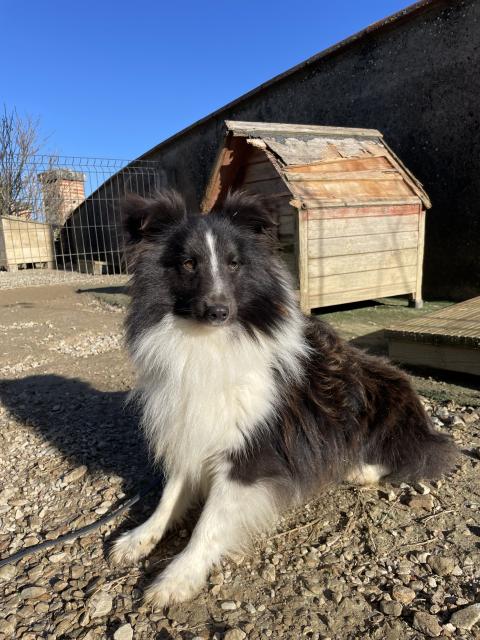 ULAN DE LA FORET NOIR ET FEU