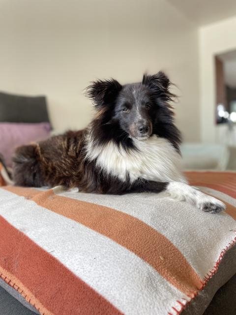 UCHKA DE LA FORET NOIR ET FEU