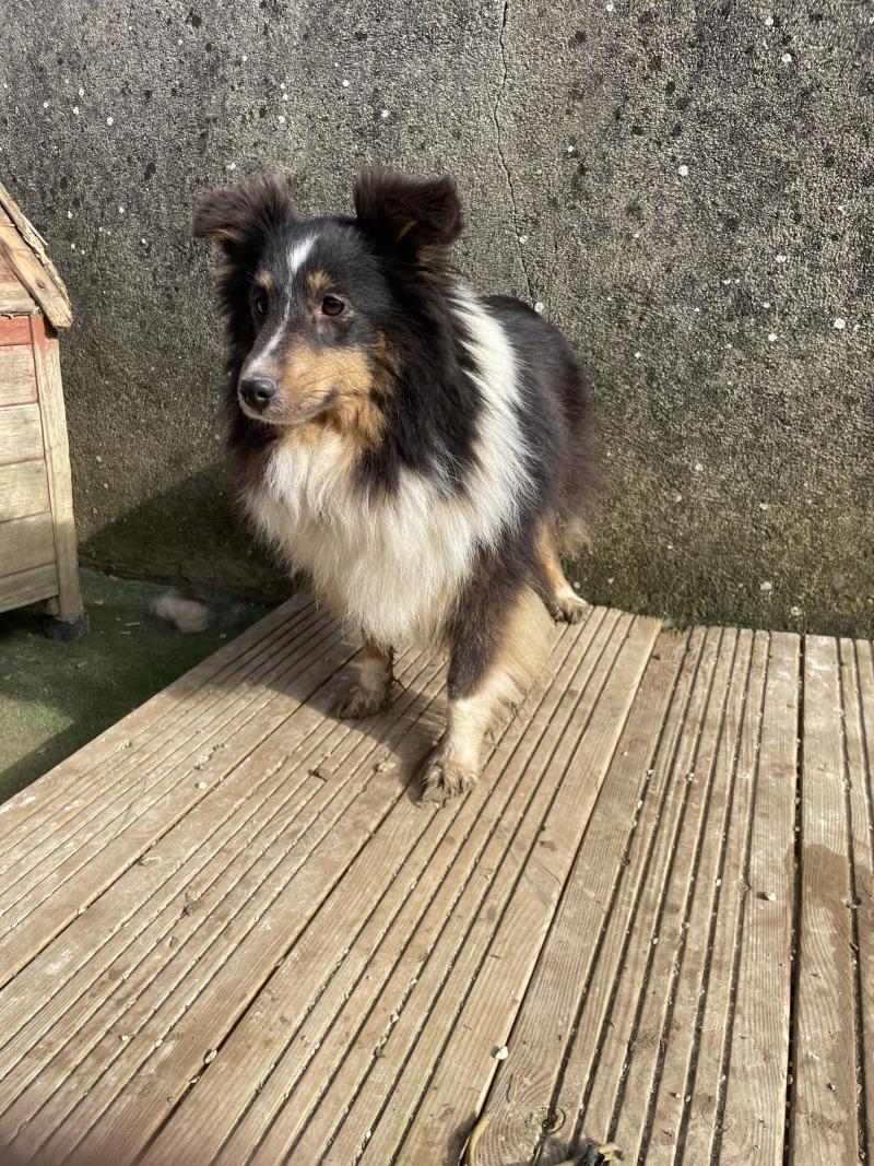 SIBELLA DE LA FORET NOIR ET FEU