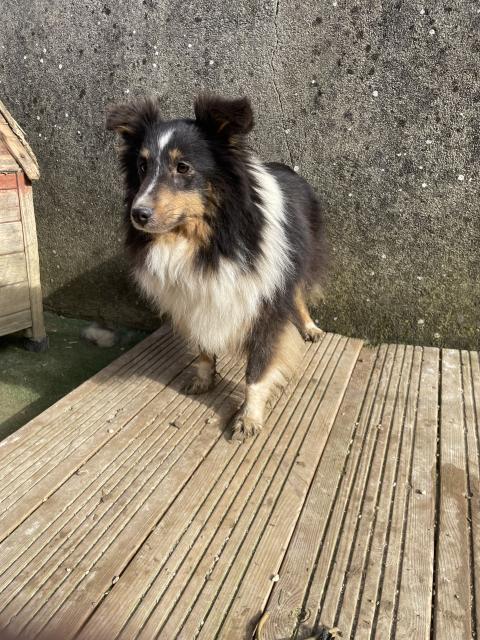 SIBELLA DE LA FORET NOIR ET FEU