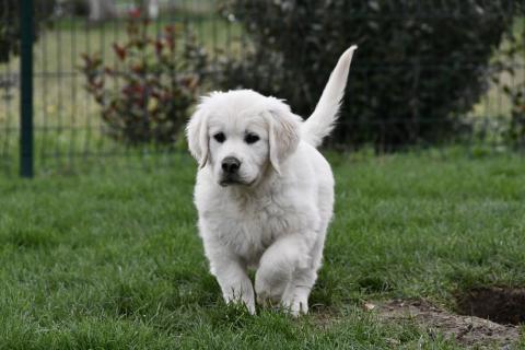 Viens me faire un bisou des trèfles à quatre pattes