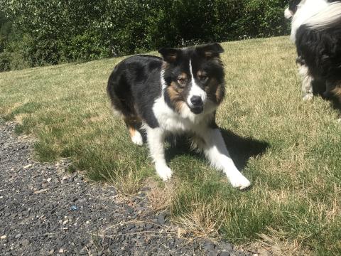 MONEY FOR NOTHING DU CHEMIN DES KORRIGANS