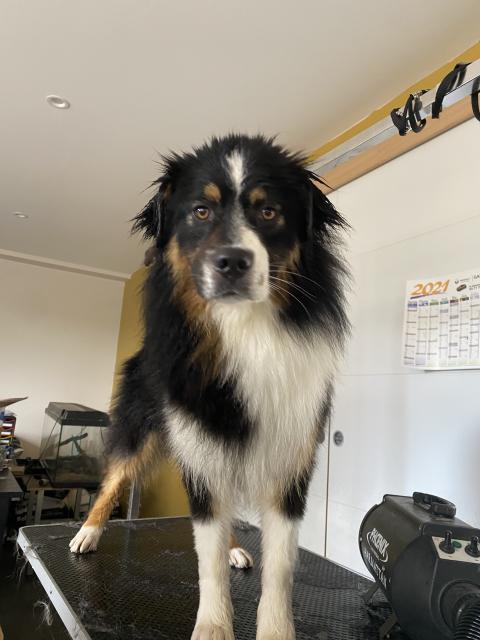 ROCKCOLLECTION DU FEU SACRE D'HESTIA