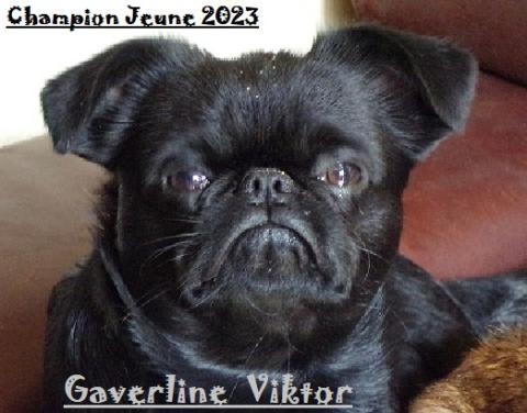 CH. GAVERLINE VIKTOR