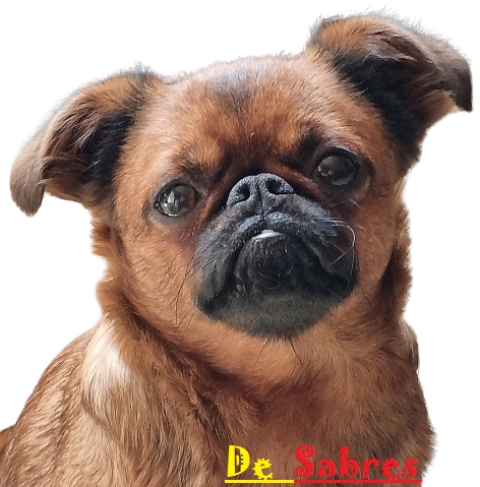 CH. OLGA COB DE SABRES