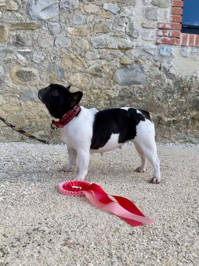 SMARTIES BCBG BELLE CARRURE BELLE GUEULE