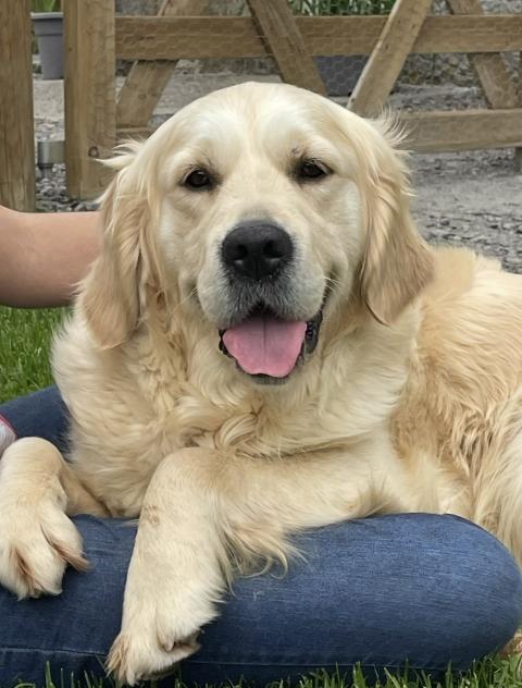 UNA-BELLA DE LA GABRIERE